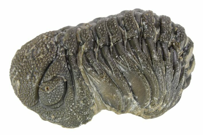 Long Curled Morocops Trilobite - Morocco #252775